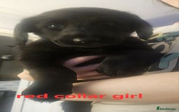 Labrador Retriever dogs for sale: Chunky pups ready now - Advert 15