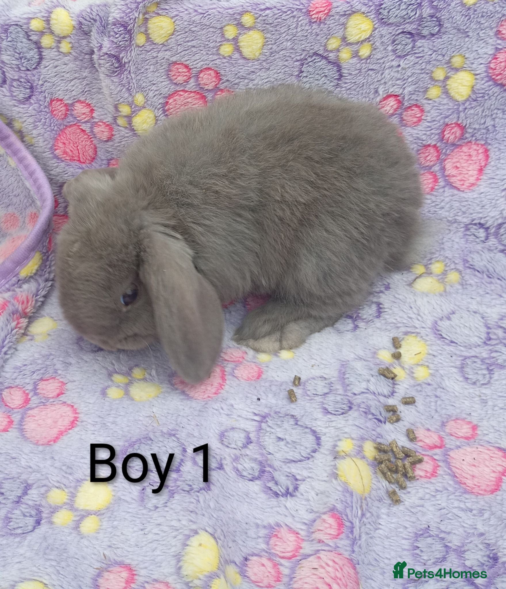 Mini Lion Lop rabbits Mini lop and mini lion lops - Advert 4