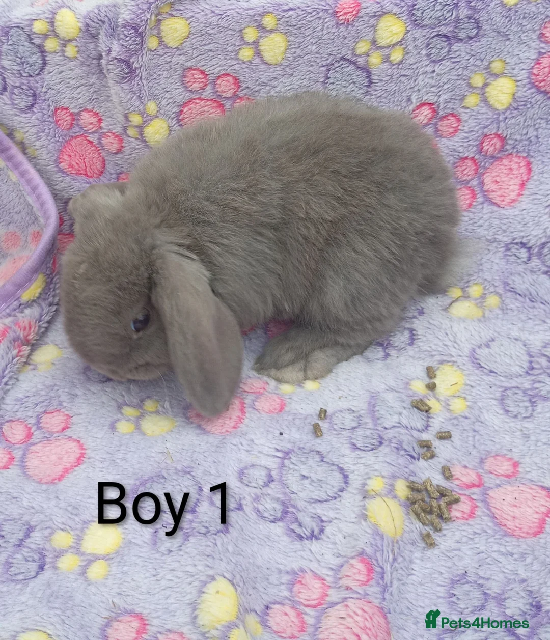 Mini Lion Lop rabbits for sale: Mini lop and mini lion lops - Advert 1