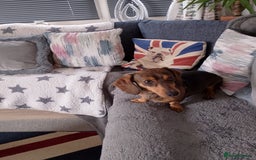 Miniature Dachshund dogs for sale: 3 Yr old female mini dachshund  - Image 4