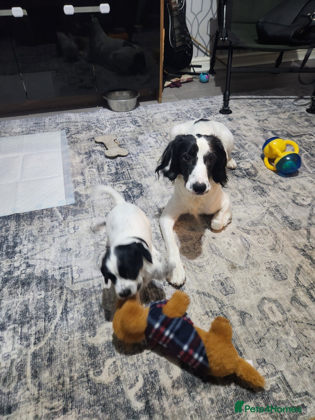 Cocker Spaniel dogs for sale: Cocker spaniel puppys. - Image 11