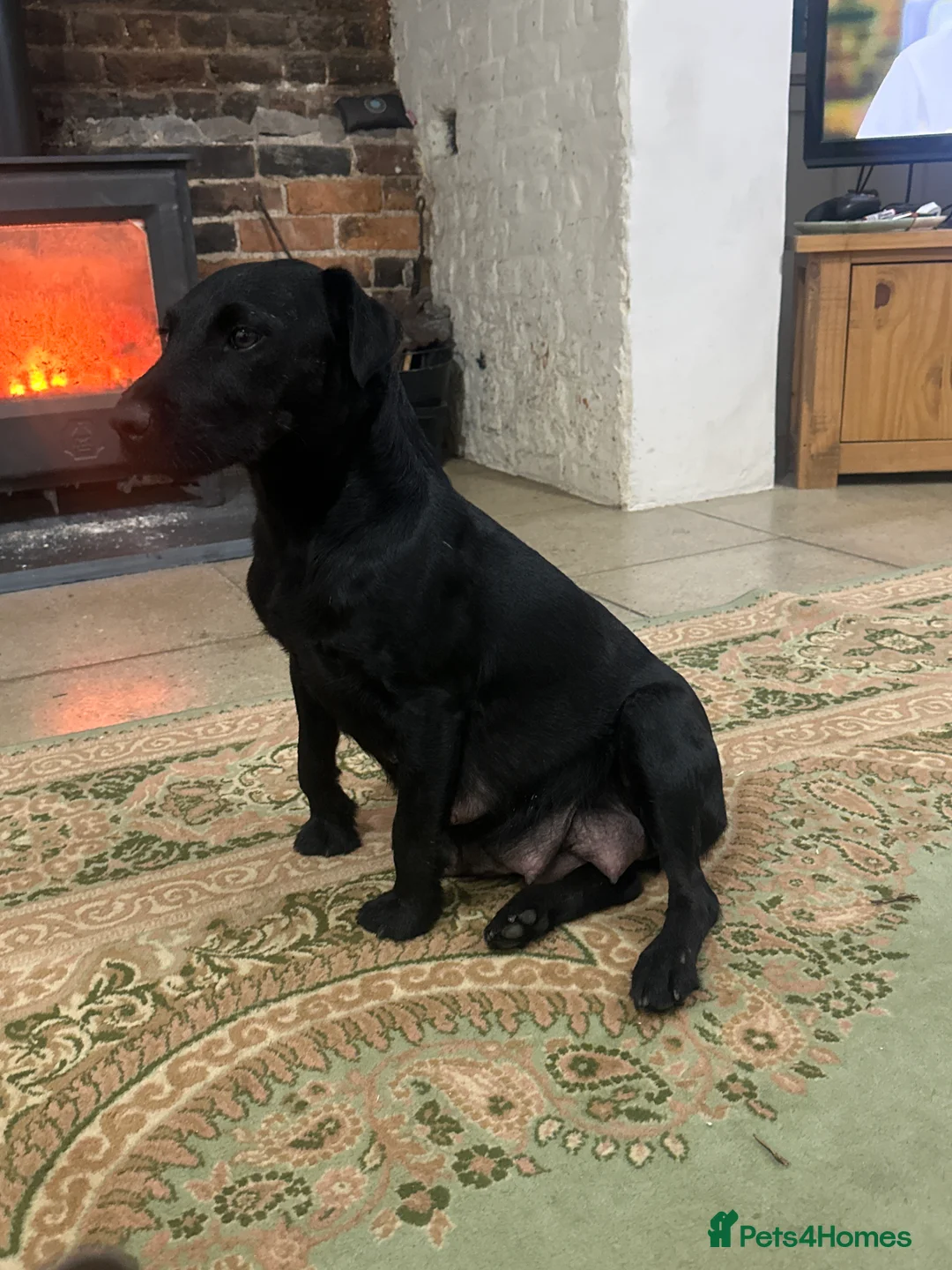 Patterjack dogs for sale: Gorgeous Patterjack Puppies for sale - Advert 1