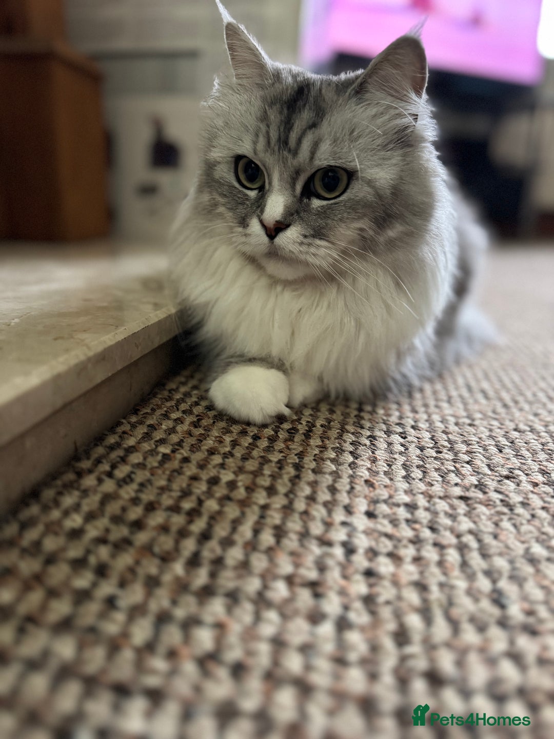 Maine Coon cats for sale: Ciri  - Image 4