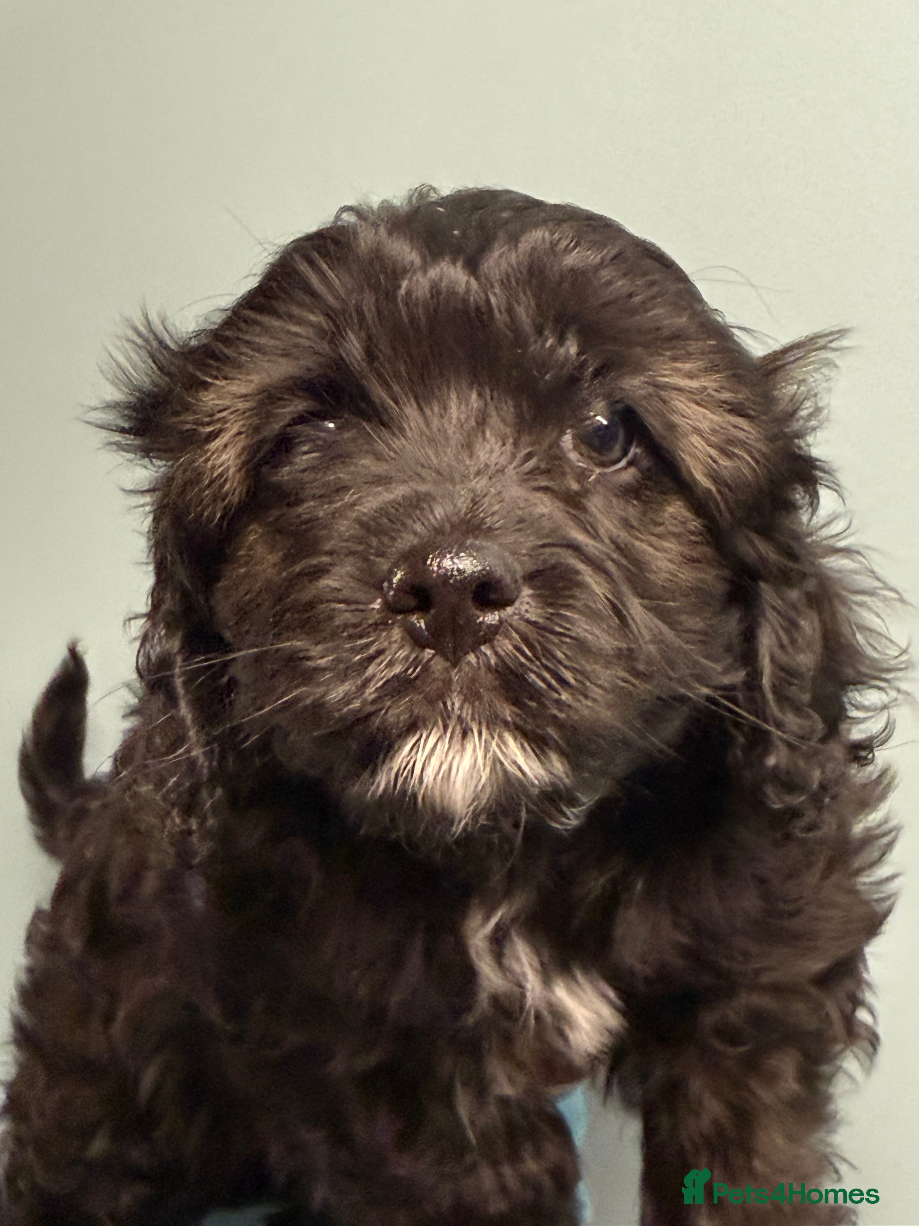 Cavapoo dogs Ready Now Stunning F1 Cavapoo boy - Advert 1