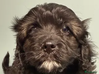 Cavapoo dogs Ready Now Stunning F1 Cavapoo boy - Advert 5