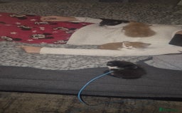 Mixed Breed cats for sale: 4 beautiful kittens - Image 4