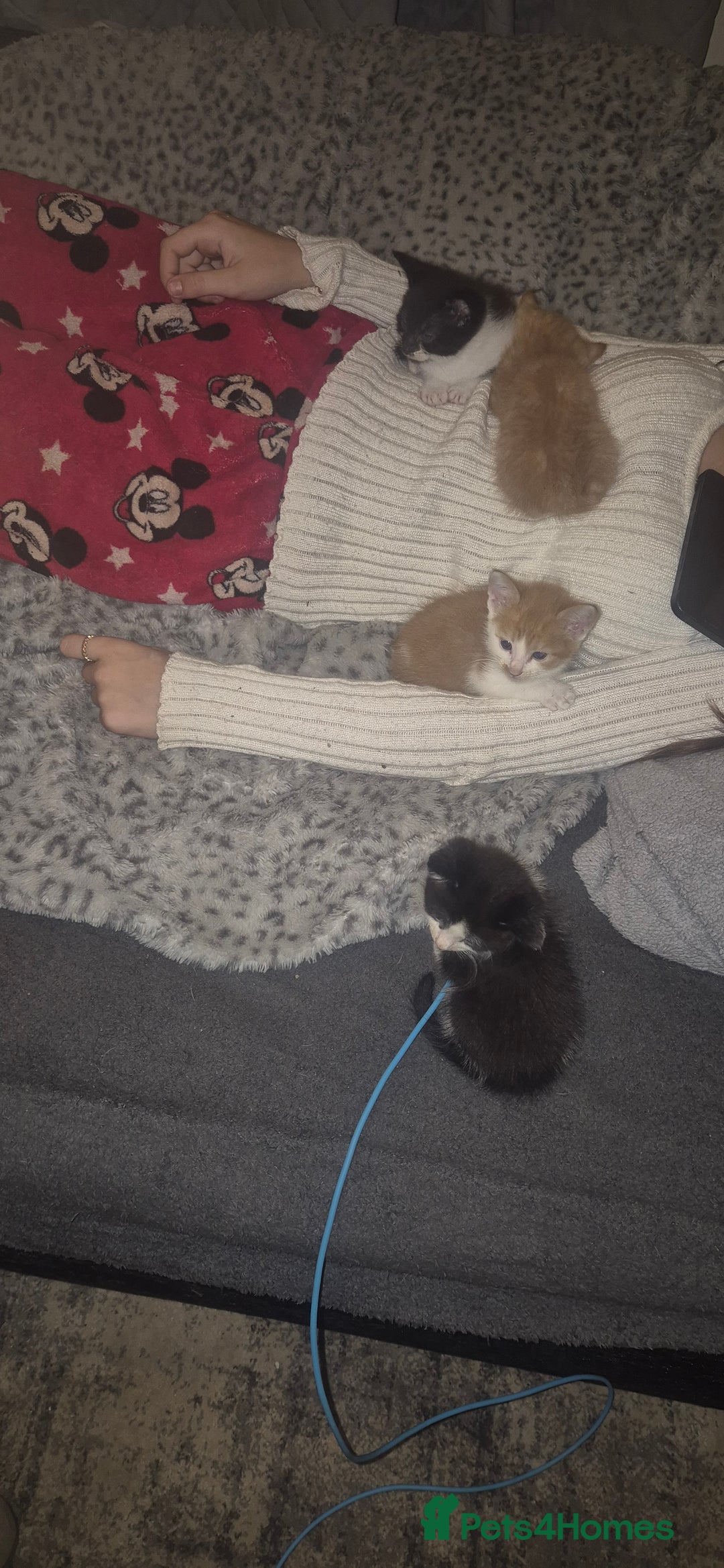 Mixed Breed cats for sale: 4 beautiful kittens - Image 4