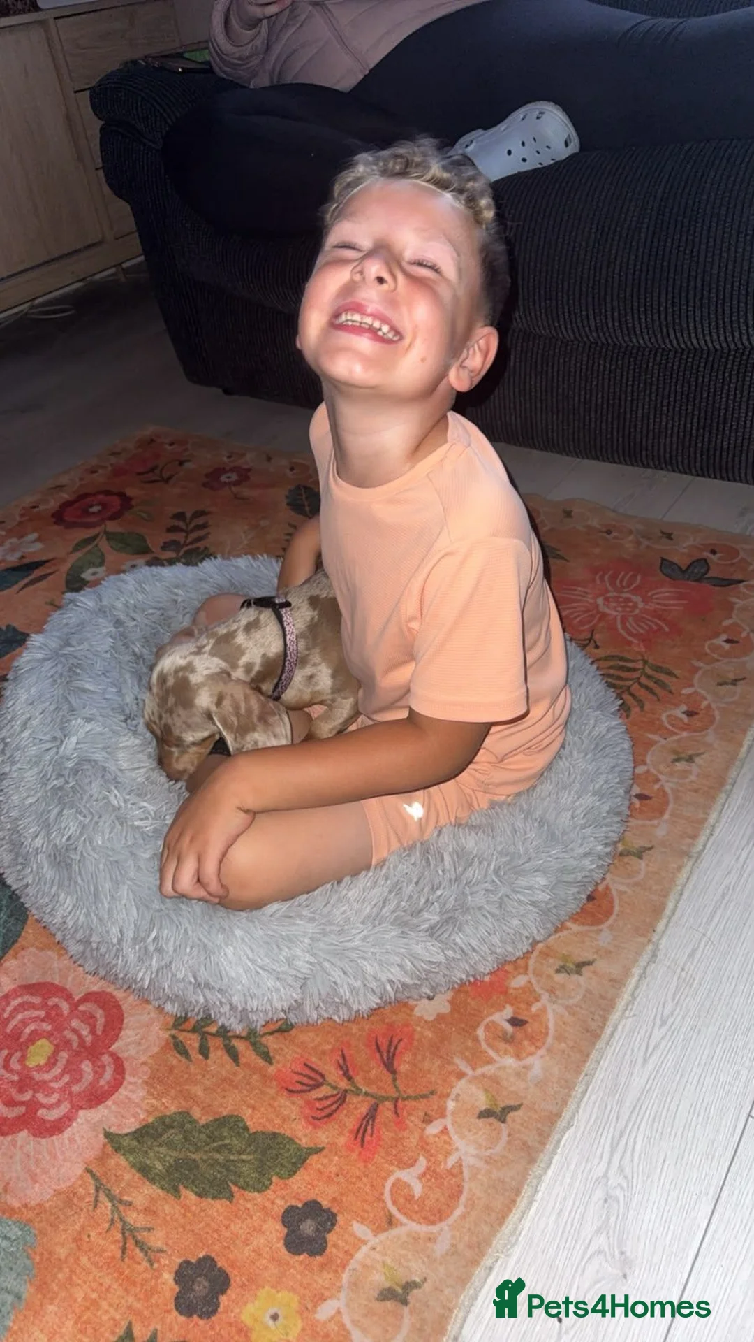 Miniature Dachshund dogs for sale: Miniature dachshund  in Leeds - Advert 5
