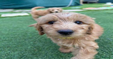 Labradoodle dogs - Advert 12