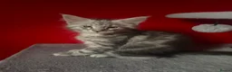 Maine Coon cats for sale: “Stunning” Maine Coon Kittens Ready to Leave Now - Advert 17
