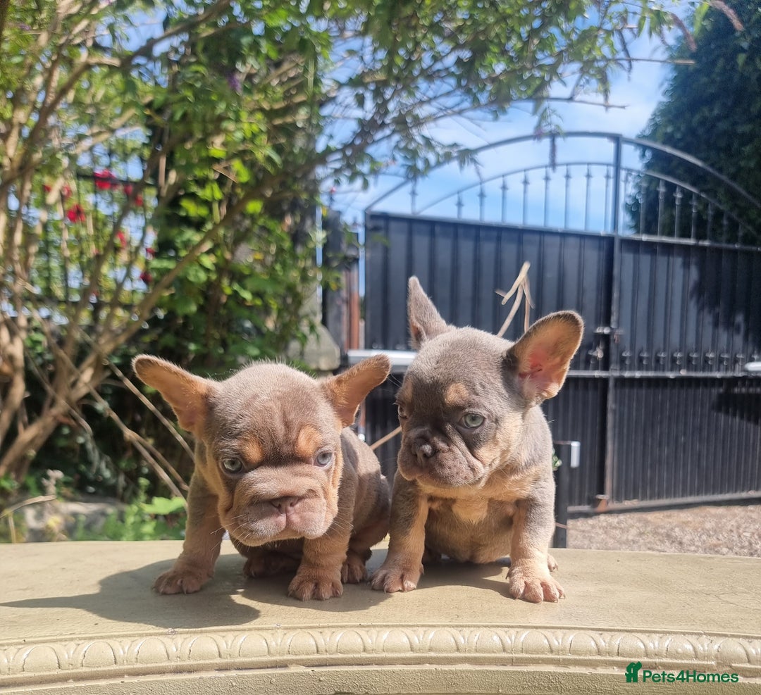 French Bulldog dogs for sale: Beautiful French bulldogs - Image 23