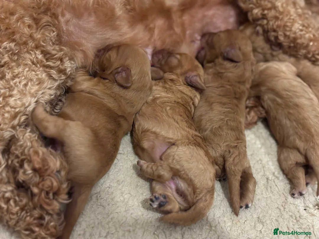 Cavapoo dogs for sale: F1 Red Cavapoo Puppies  - Advert 2