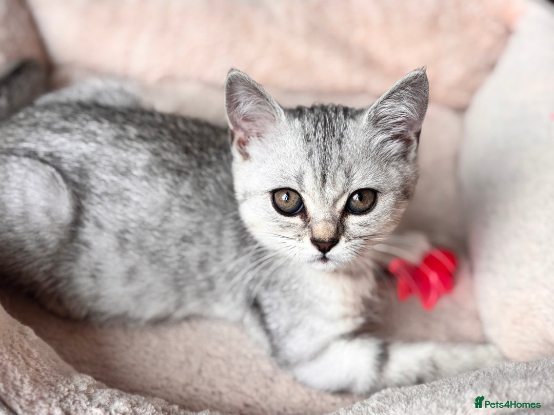 British Shorthair cats for sale: ✨LAST KITTEN LEFT✨OPEN TO OFFERS FOR RIGHT HOME✨ - Image 26