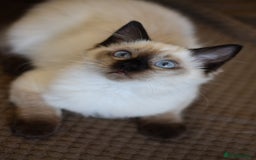 Ragdoll cats for sale: Seal point ragdoll female  - Image 2