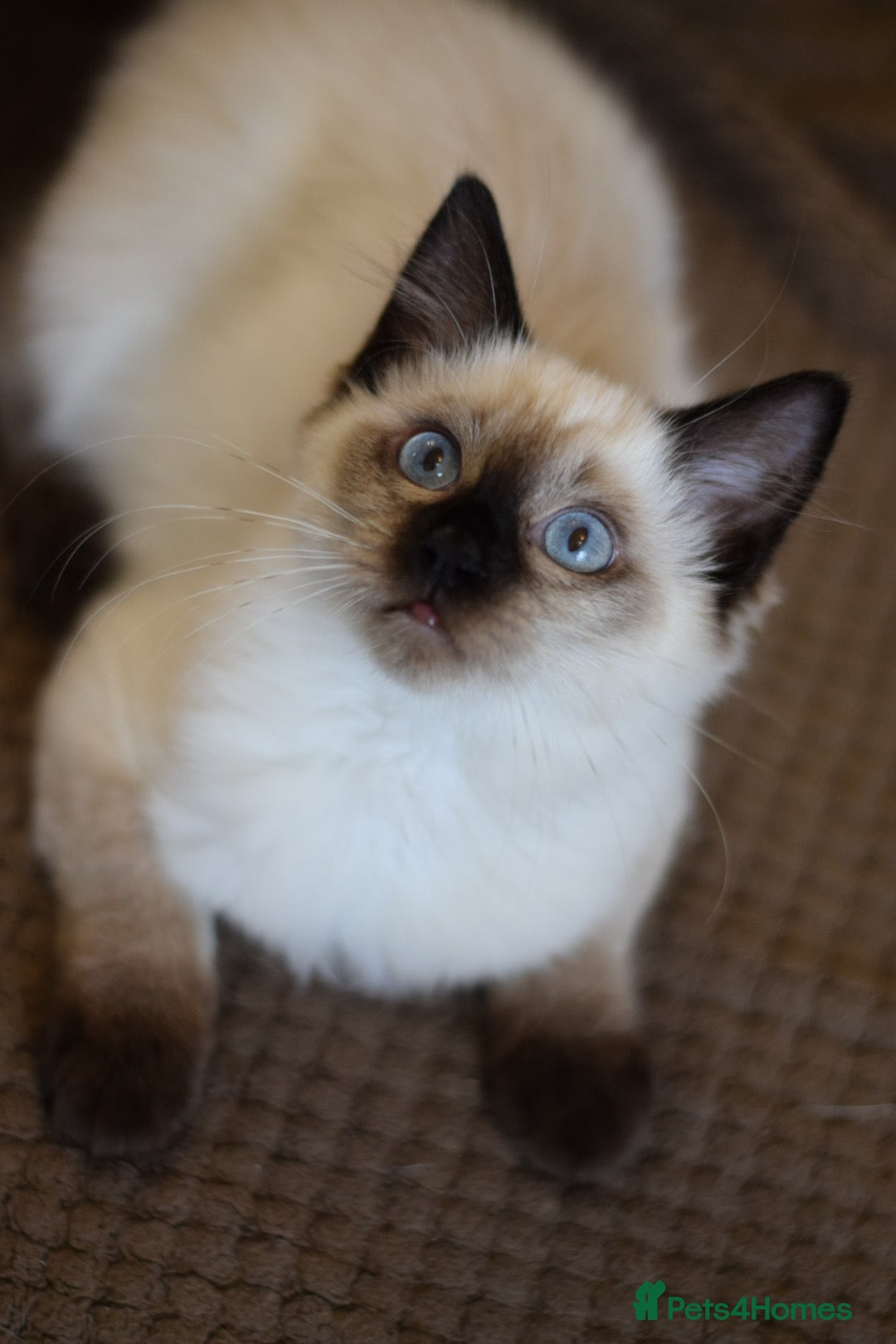 Ragdoll cats for sale: Seal point ragdoll female  - Image 2