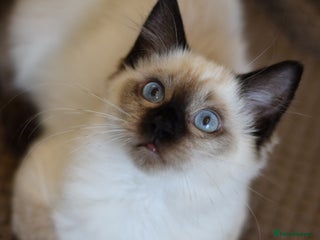 Ragdoll cats - Advert 32