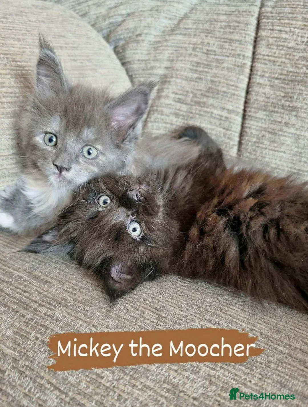 Maine Coon cats for sale: Gorgeous TICA registered Maine Coon Kittens - Advert 2