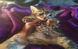 Mixed Breed cats for sale: 6 week old kittens looking for forever home - Image 3