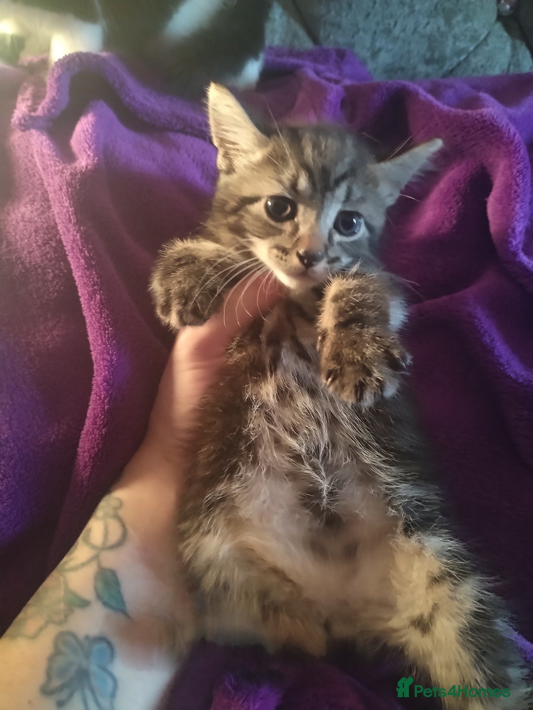 Mixed Breed cats for sale: 6 week old kittens looking for forever home - Image 3