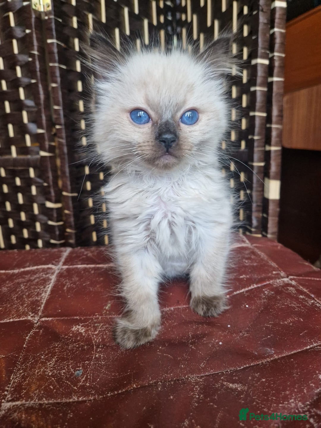 Ragdoll cats for sale: 1 sweet Ragdoll boy looks for a loving family  - Image 8