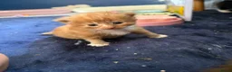 Mixed Breed cats for sale: 5 playful kittens for sale  in Chelmsford - Advert 15