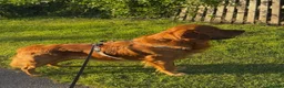 Golden Retriever dogs for stud: Red Fox Golden Retriever for stud in Normanton - Advert 2