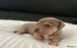 Jack Russell dogs for sale: READY NOW - QUALITY BLUE JR MINIATURE GIRL - Image 5