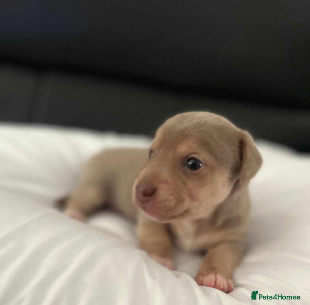 Jack Russell dogs for sale: READY NOW - QUALITY BLUE JR MINIATURE GIRL - Image 5