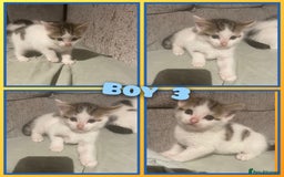 Mixed Breed cats for sale: 8 cute kittens for sale - 5 boys, 3 girls  - Image 10