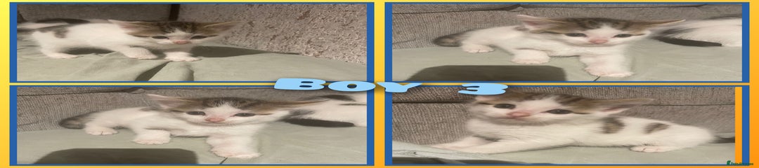 Boy 3
