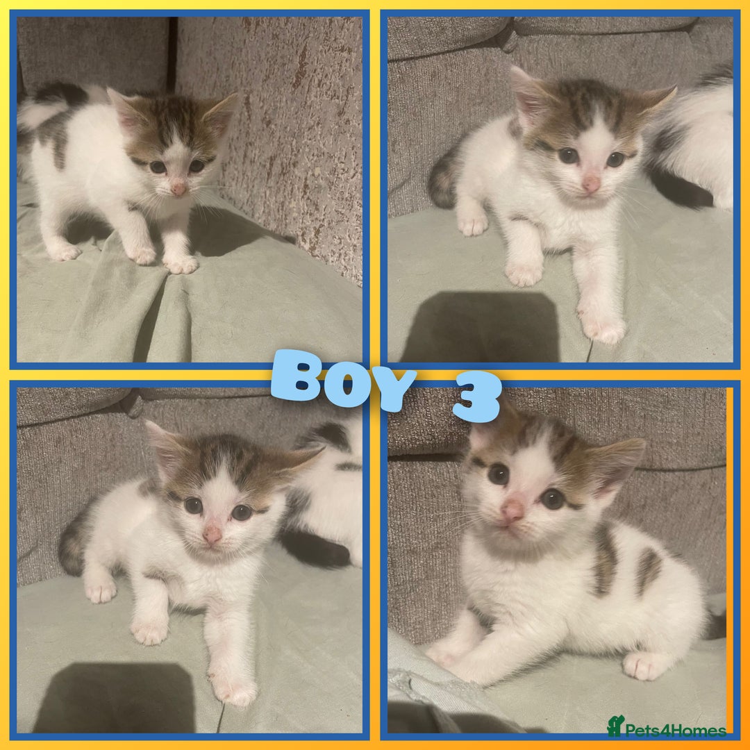 Mixed Breed cats for sale: 8 cute kittens for sale - 5 boys, 3 girls  - Image 10