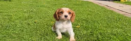 Cavalier King Charles Spaniel dogs for sale: Health tested cavalier King Charles  - Advert 12