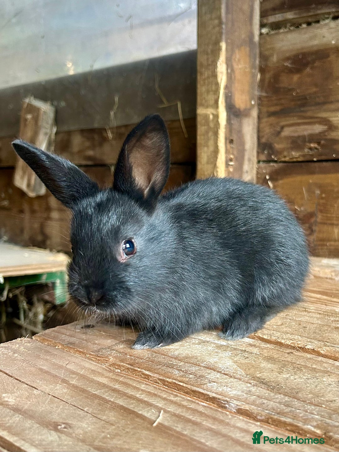 Mixed Breed rabbits for sale: Baby bunnies  - Image 3