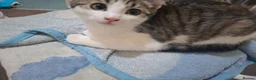 Mixed Breed cats for sale: Mix breed kittens readdy to go  in Birmingham - Advert 5