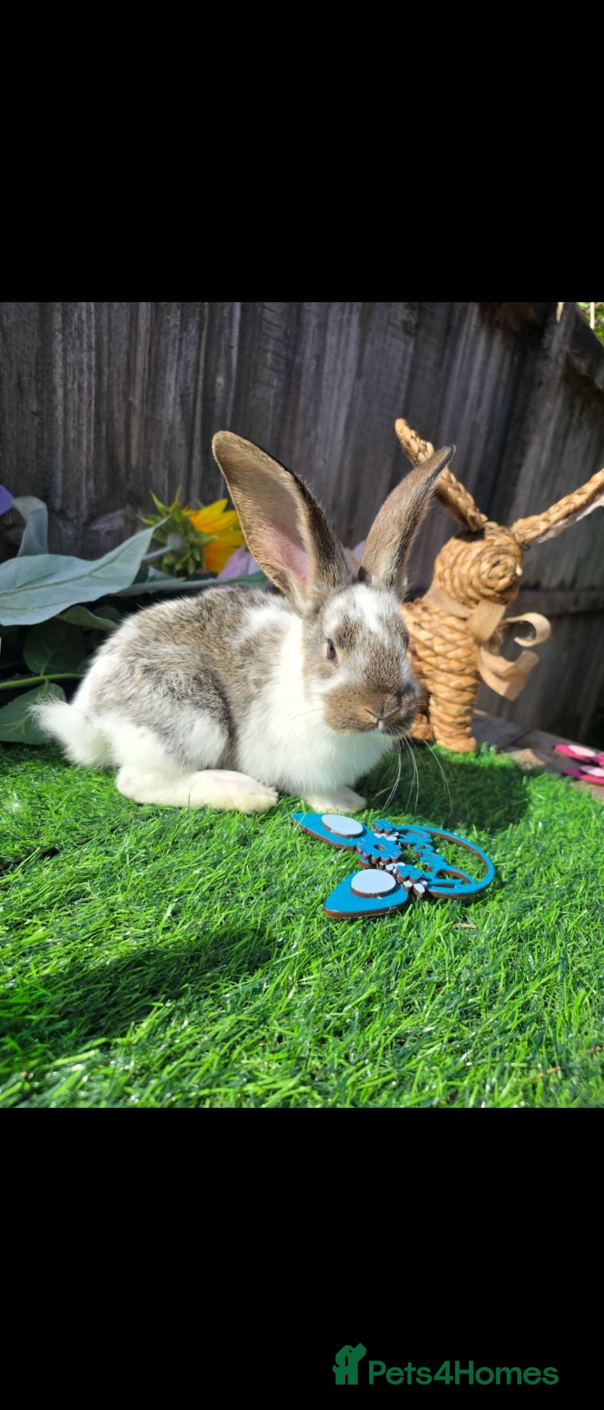 Continental Giant rabbits Continental Giant Babies For Reserve - Advert 1