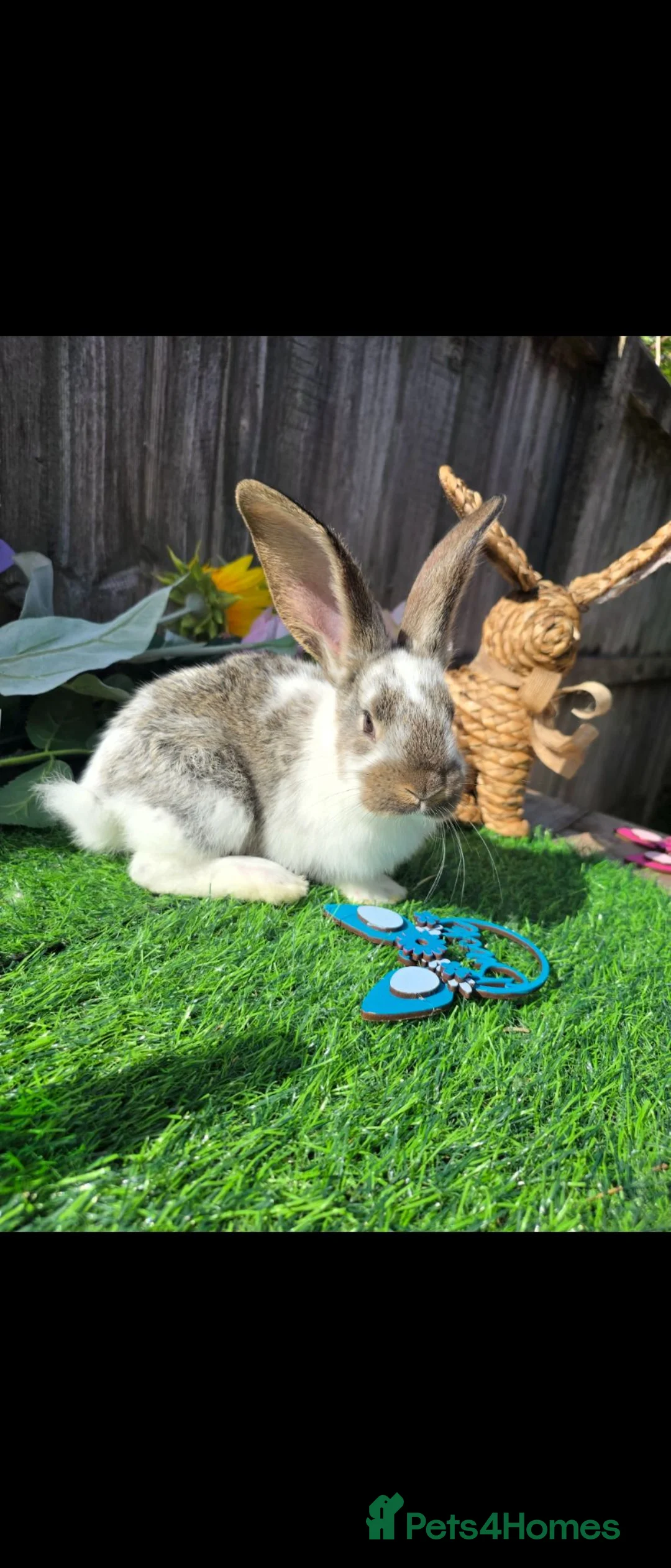 Continental Giant rabbits for sale: Continental Giant Babies For Reserve - Advert 1