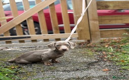 Miniature Dachshund dogs for sale: Kadie Miniature Dachshund  - Advert 3