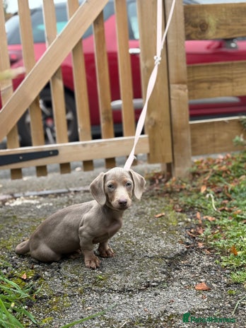 Miniature Dachshund dogs Kadie Miniature Dachshund - Advert 3