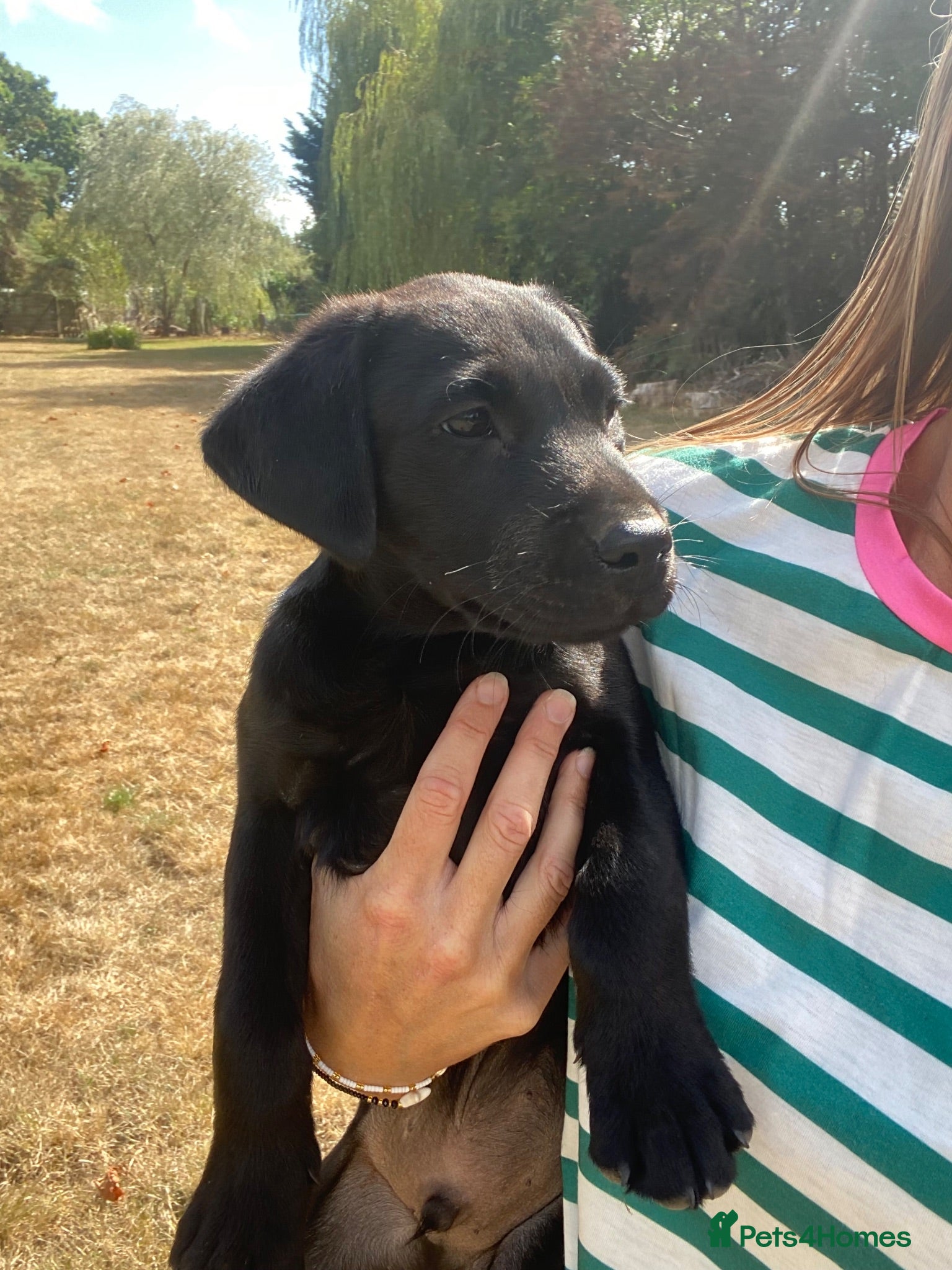 Labrador Retriever dogs Thistlecrack KC health tested working lab pups at  - Advert 18