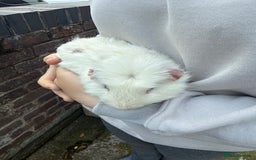 Guinea Pig rodents for sale: 💕lovely male guinea pig💕 - Image 1