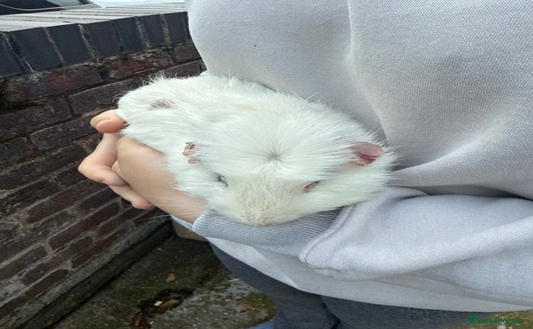Guinea Pig rodents - Advert 8
