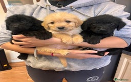 Labradoodle dogs for sale: Gorgeous labradoodle puppies  - Image 1