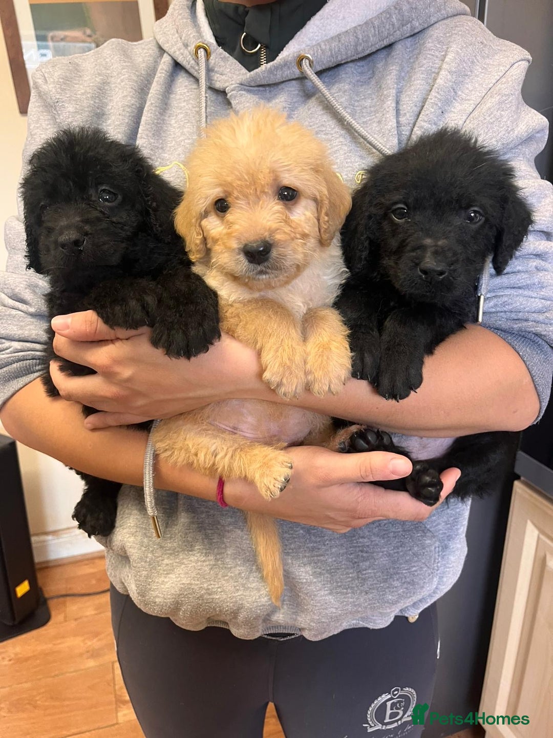 Labradoodle dogs for sale: Gorgeous labradoodle puppies  - Image 1