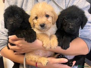 Labradoodle dogs Gorgeous labradoodle puppies - Advert 4