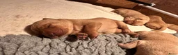 Labrador Retriever dogs for sale: KC Registered -working stock - Labrador retrievers in Ottery Saint Mary - Advert 17