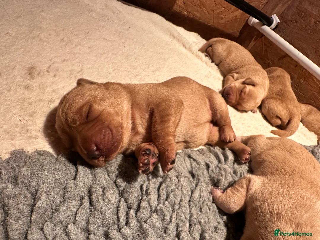 Labrador Retriever dogs for sale: KC Registered -working stock - Labrador retrievers in Ottery Saint Mary - Advert 17