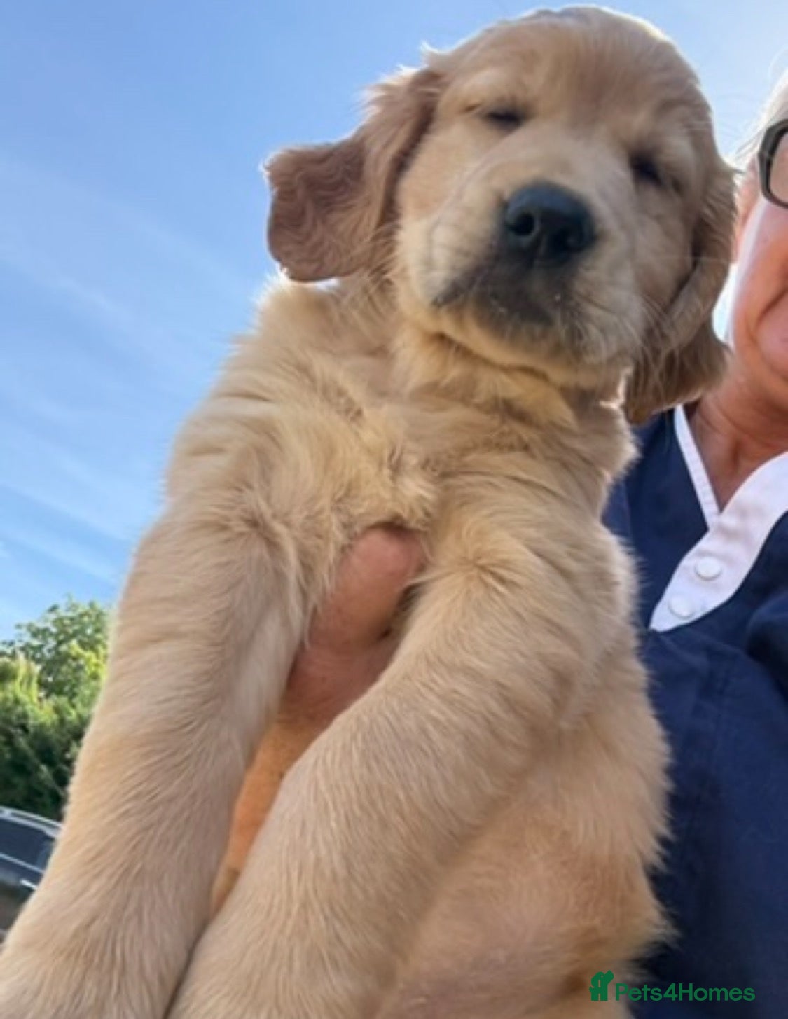Golden Retriever dogs GORGEOUS GOLD BOUNCY CHUNKY PUP - Advert 2