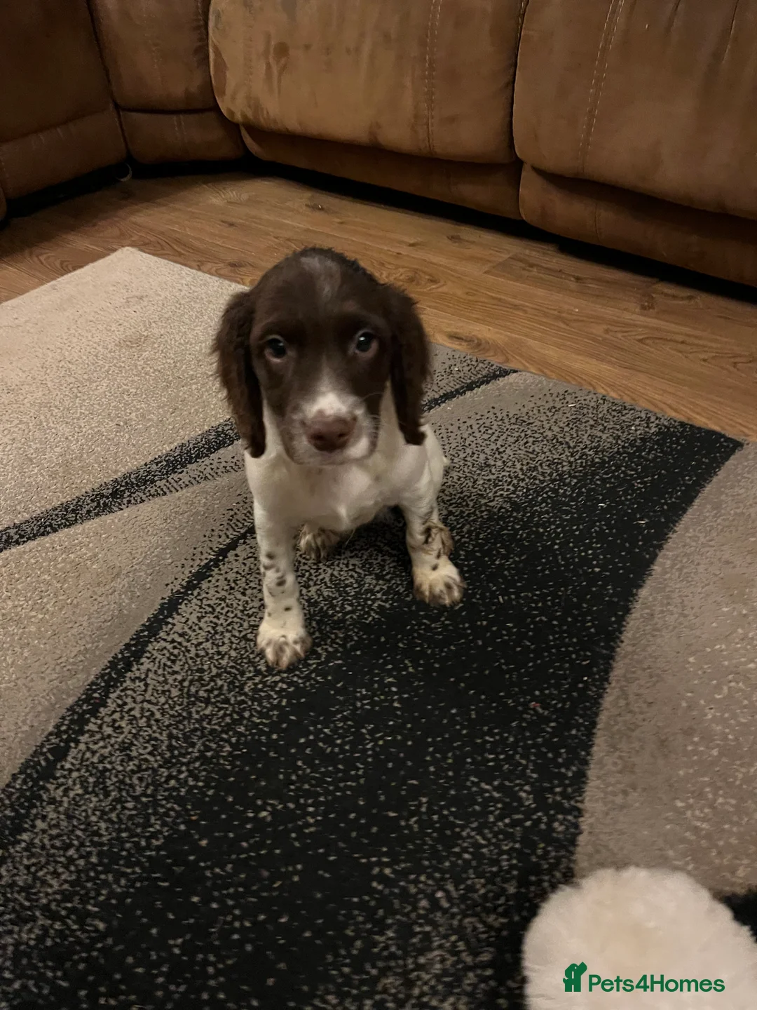 Mixed Breed dogs for sale: Flat coat retriever/spaniel x sprocker  - Advert 7