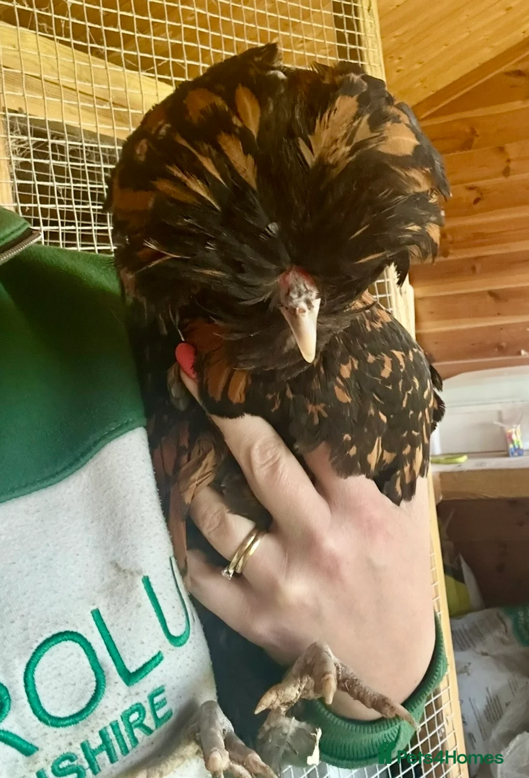 Chickens poultry for sale: Bantam Polish Chickens  - Advert 1