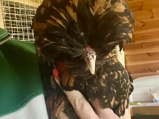 Chickens poultry Bantam Polish Chickens - Advert 1